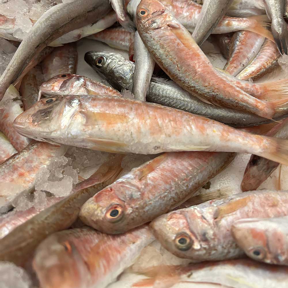 ingrosso pesce fresco roma