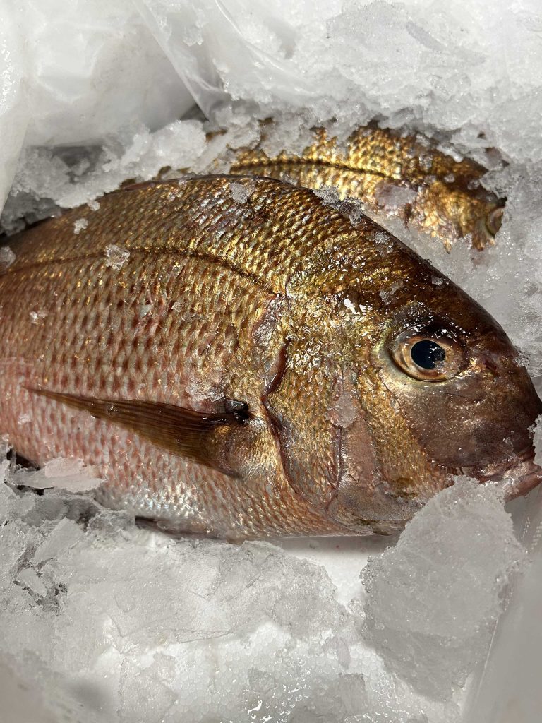 ingrosso pesce roma